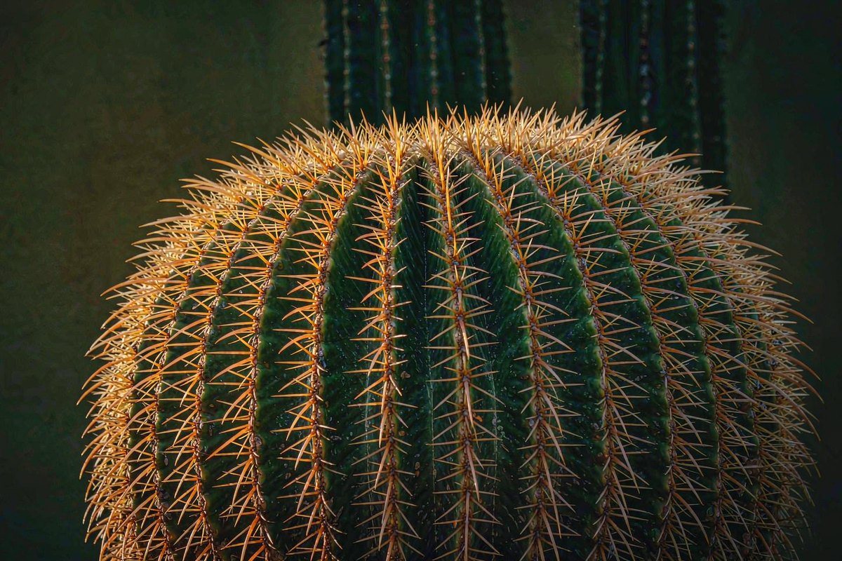 Cactus